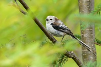 Mlynarik dlouhoocasy - Aegithalos caudatus - Long-tailed Tit 2539